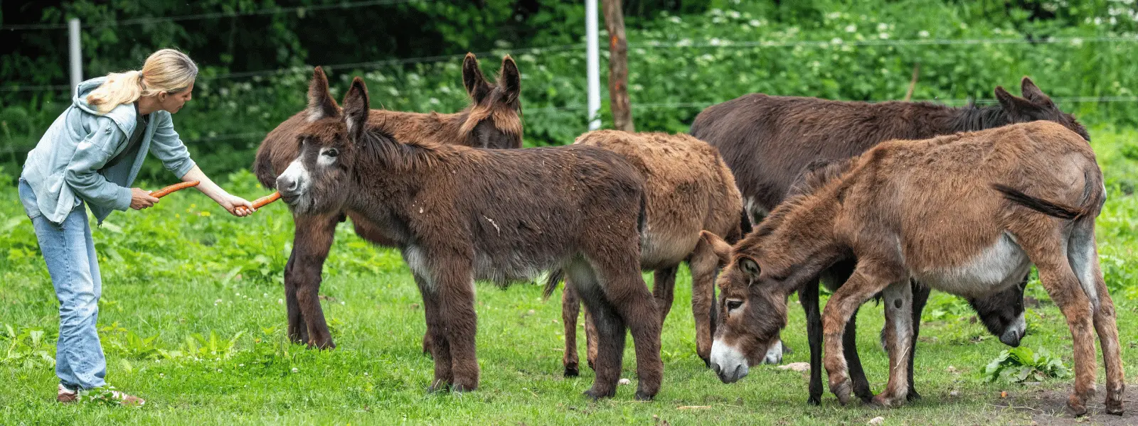 Zwierzęta w Azylu Fundacji Zwierzęca Polana