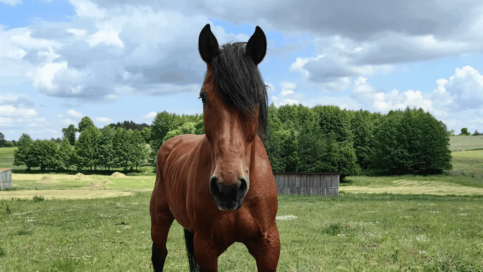 Zwierzęta w Azylu Fundacji Zwierzęca Polana